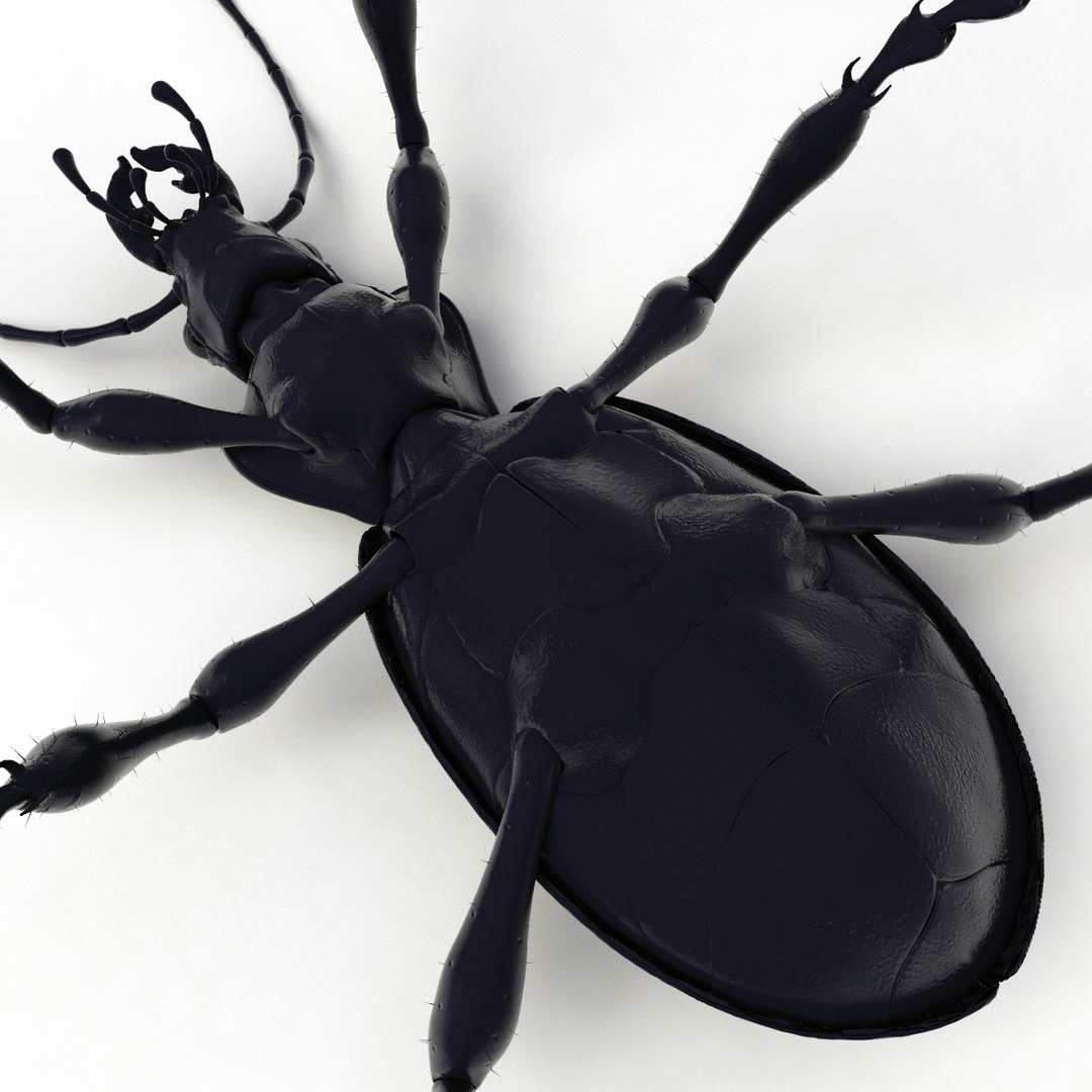 ground beetle max https://p.turbosquid.com/ts-thumb/5f/mlynPj/Wngb7L8q/ground_beetle_15/jpg/1315724291/1920x1080/fit_q87/a5b736854b420ada2c6af1189f3006e03b577d25/ground_beetle_15.jpg