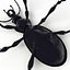 Ground Beetle