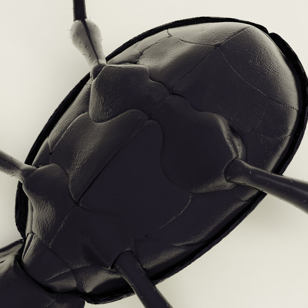 ground beetle max https://p.turbosquid.com/ts-thumb/5f/mlynPj/Yll9rQFQ/ground_beetle_17/jpg/1315724291/1920x1080/fit_q87/3837d524f40ec30c212b7fe13ecbaf60b4e72049/ground_beetle_17.jpg