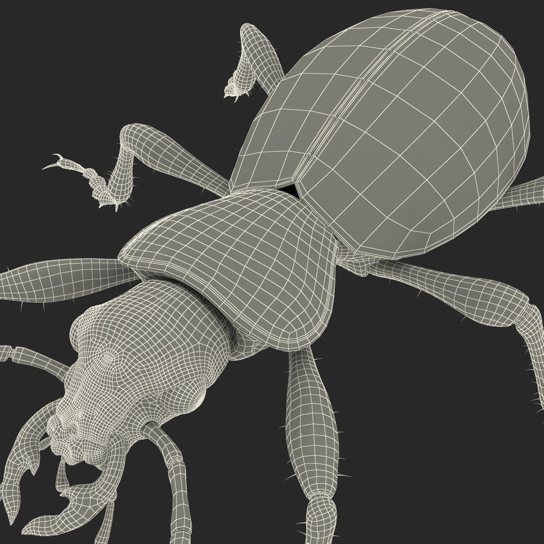 ground beetle max https://p.turbosquid.com/ts-thumb/5f/mlynPj/d42Qxhif/ground_beetle_23/jpg/1315724291/1920x1080/fit_q87/c22e46539116f22e41aaf481b220d4f1da4be444/ground_beetle_23.jpg