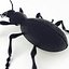 Ground Beetle