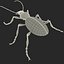 Ground Beetle