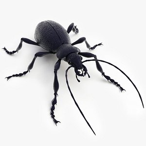 Ground Beetle