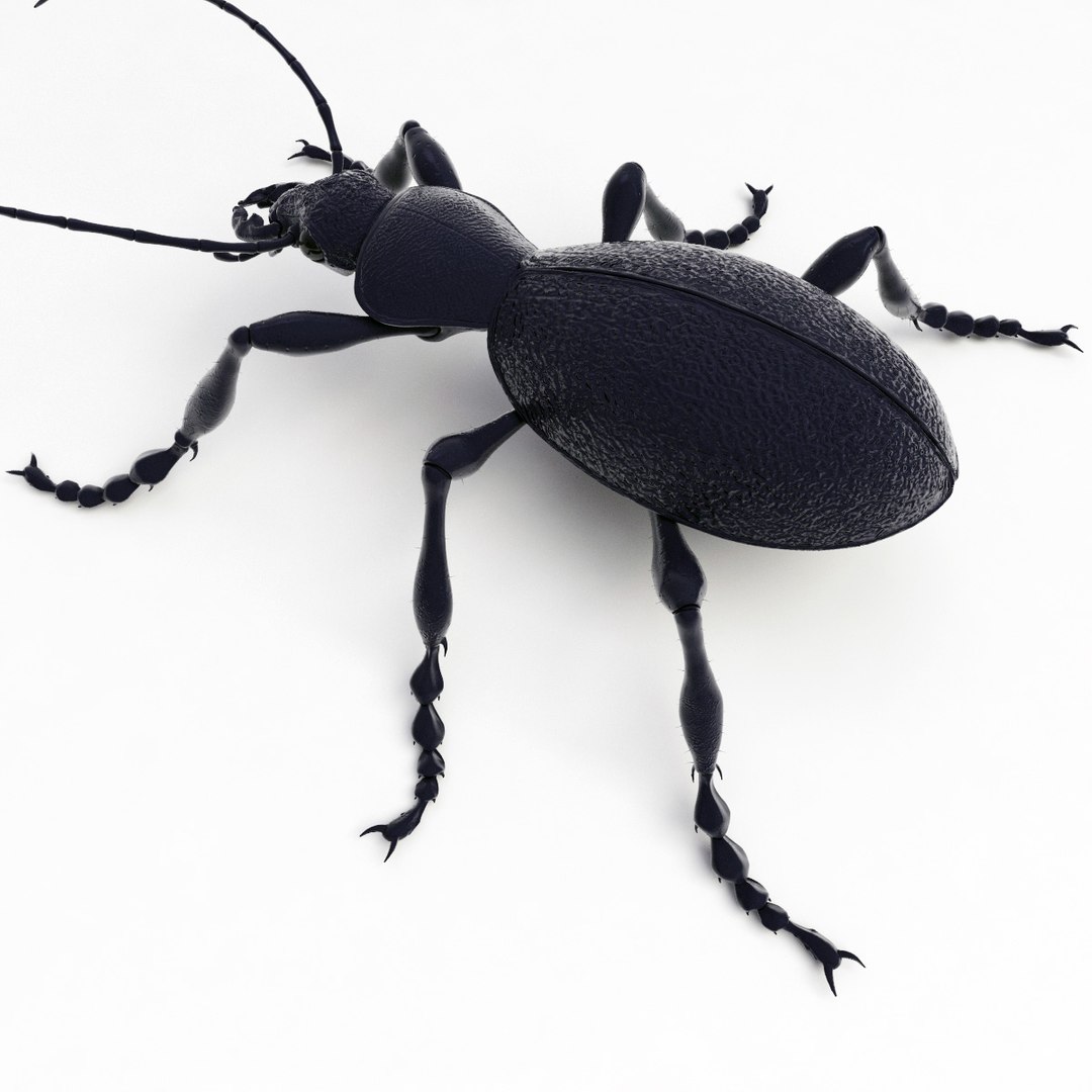 ground beetle max https://p.turbosquid.com/ts-thumb/5f/mlynPj/tqU0FXy5/ground_beetle_04/jpg/1315724291/1920x1080/fit_q87/a60ee5d8297570dc3d10e8f55d746c00289c3711/ground_beetle_04.jpg
