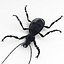 Ground Beetle
