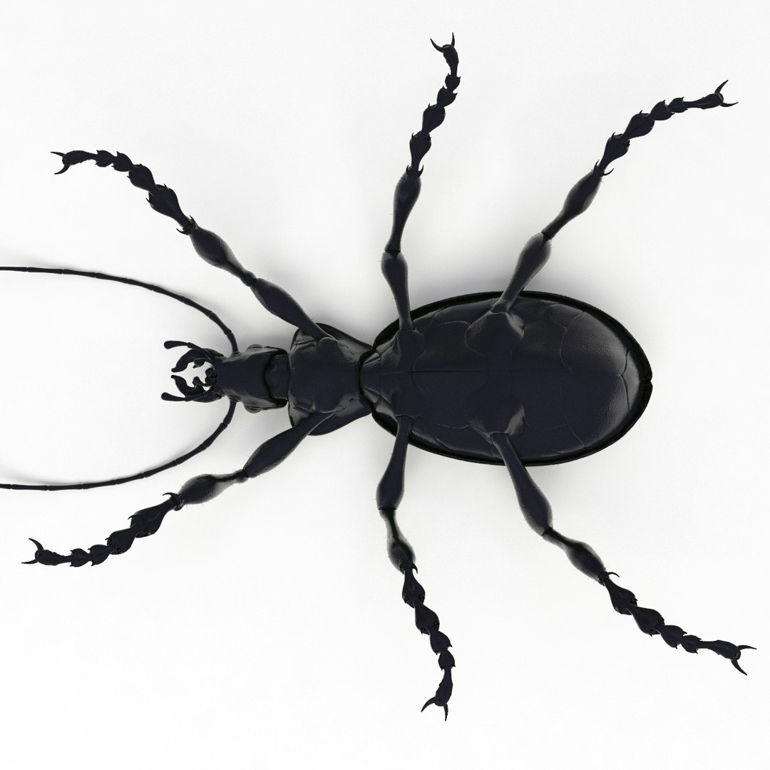 ground beetle max https://p.turbosquid.com/ts-thumb/5f/mlynPj/znvLKyI7/ground_beetle_14/jpg/1315724291/1920x1080/fit_q87/d5e2ce1a1eecbd5d3b1c37c5aff6f6bc3daf2cbf/ground_beetle_14.jpg