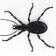Ground Beetle
