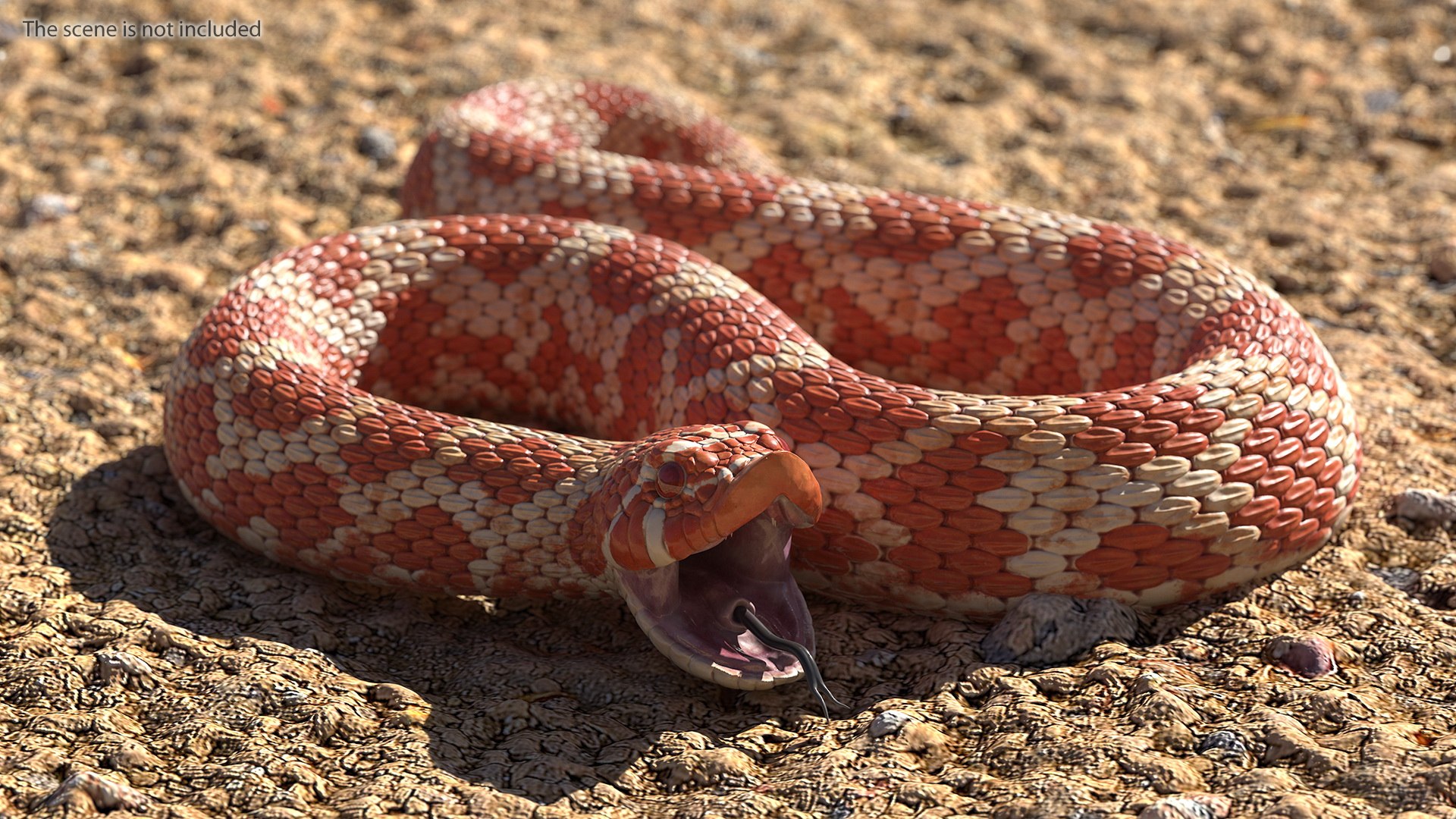 Albino Hognose Snake Rigged for Cinema 4D 3D model preview