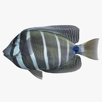 Sailfin Tang