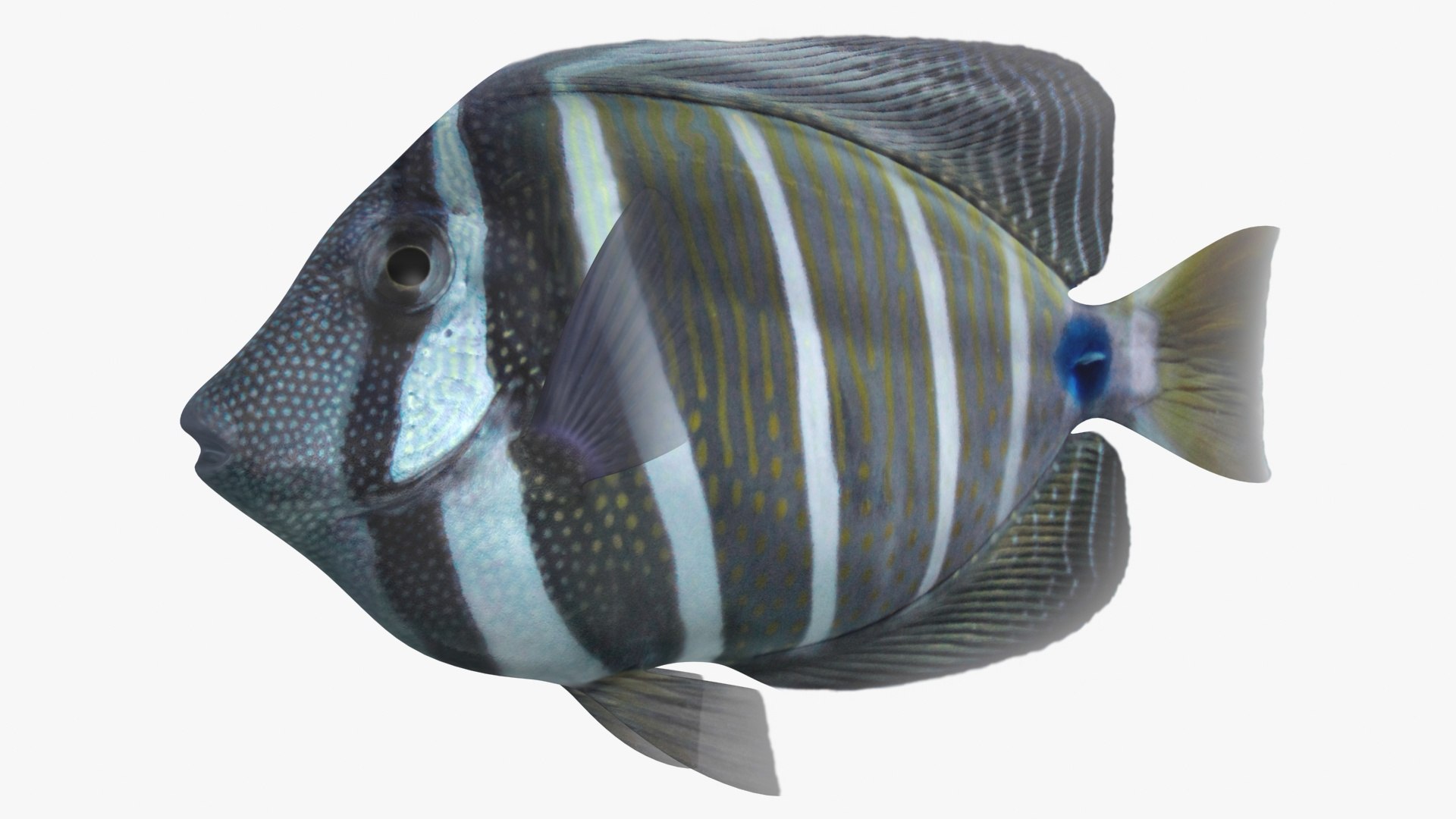 3D Sailfin Tang - TurboSquid 1514859