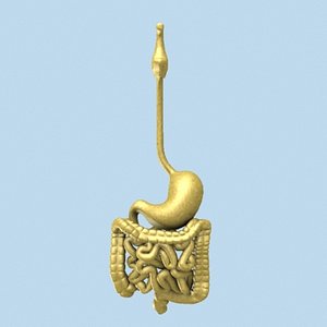 human throat stomach 3d model