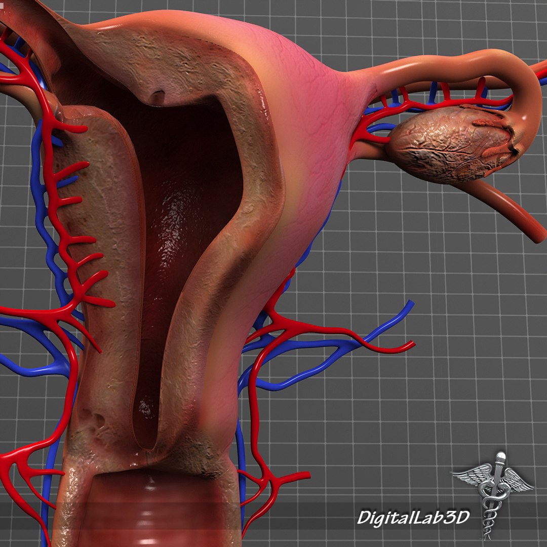 3d female reproductive model https://p.turbosquid.com/ts-thumb/5f/sn9AGq/VmrzQCO1/dl3d_freproductive_3/jpg/1275958529/1920x1080/fit_q87/7ae9c4f787c287dfc7ef579decded6db75932247/dl3d_freproductive_3.jpg
