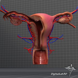 3d female reproductive model