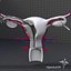3d female reproductive model