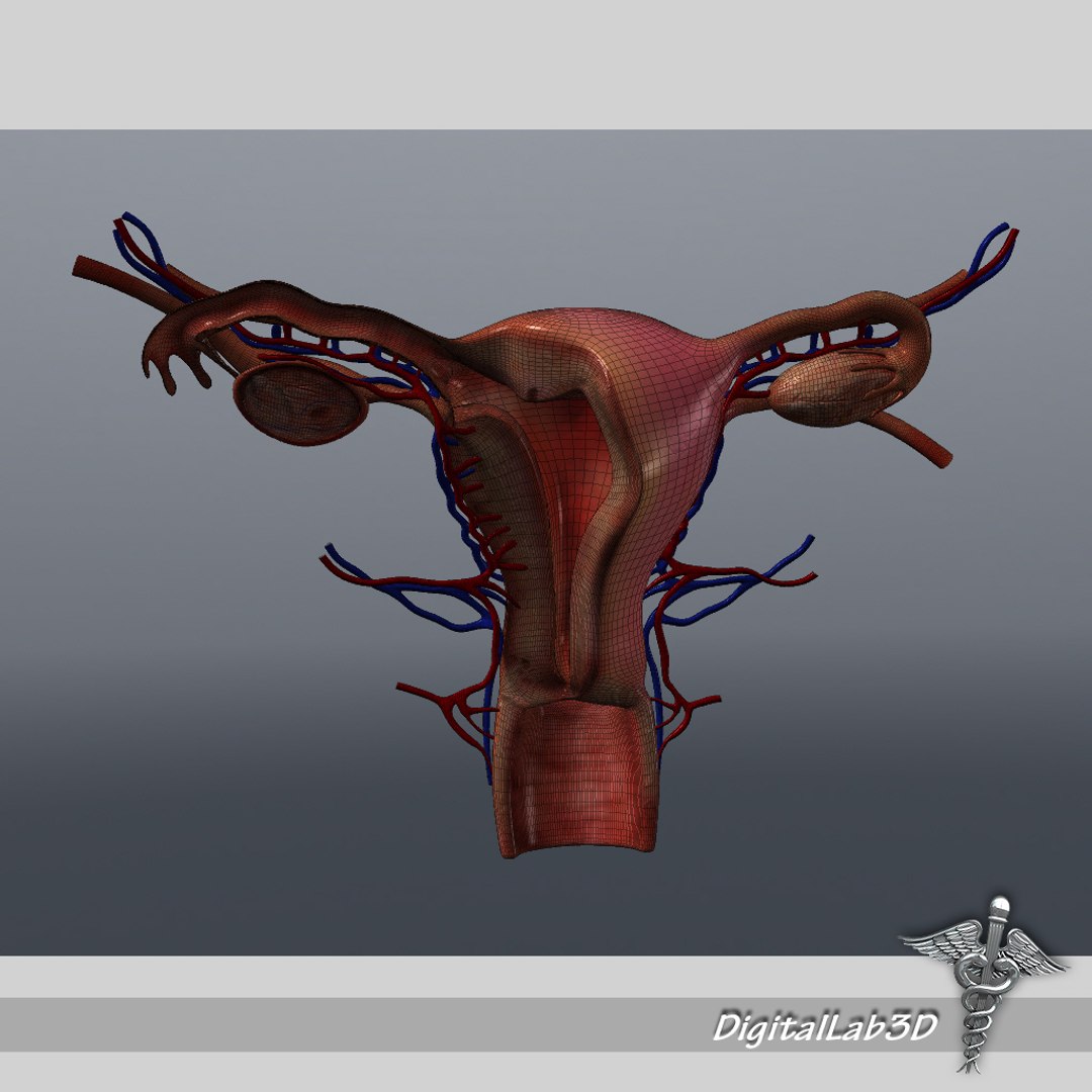 3d female reproductive model https://p.turbosquid.com/ts-thumb/5f/sn9AGq/mcmW5YCI/dl3d_freproductive_wireframe/jpg/1275958542/1920x1080/fit_q87/8b338f5804f8c7d4c7ae089dfc3c06aa736a4c30/dl3d_freproductive_wireframe.jpg
