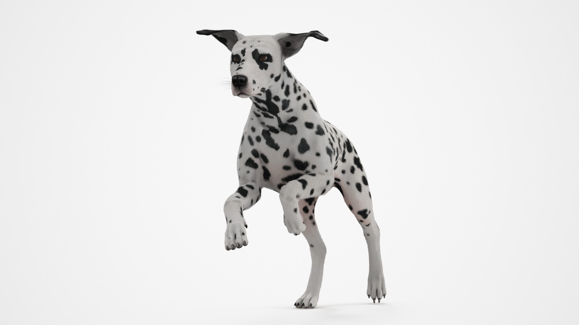 Running Spotted Dalmatian Dog Fur 3D model preview