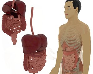 3D model digestive
