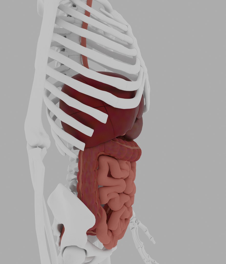 3D Model Digestive - TurboSquid 1728780