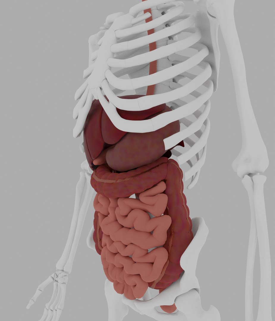 3D Model Digestive - TurboSquid 1728780