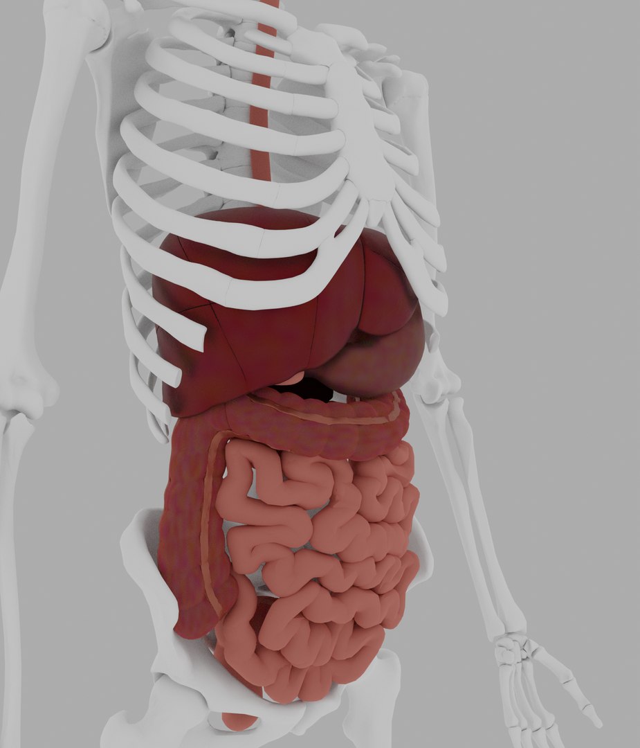 3D Model Digestive - TurboSquid 1728780