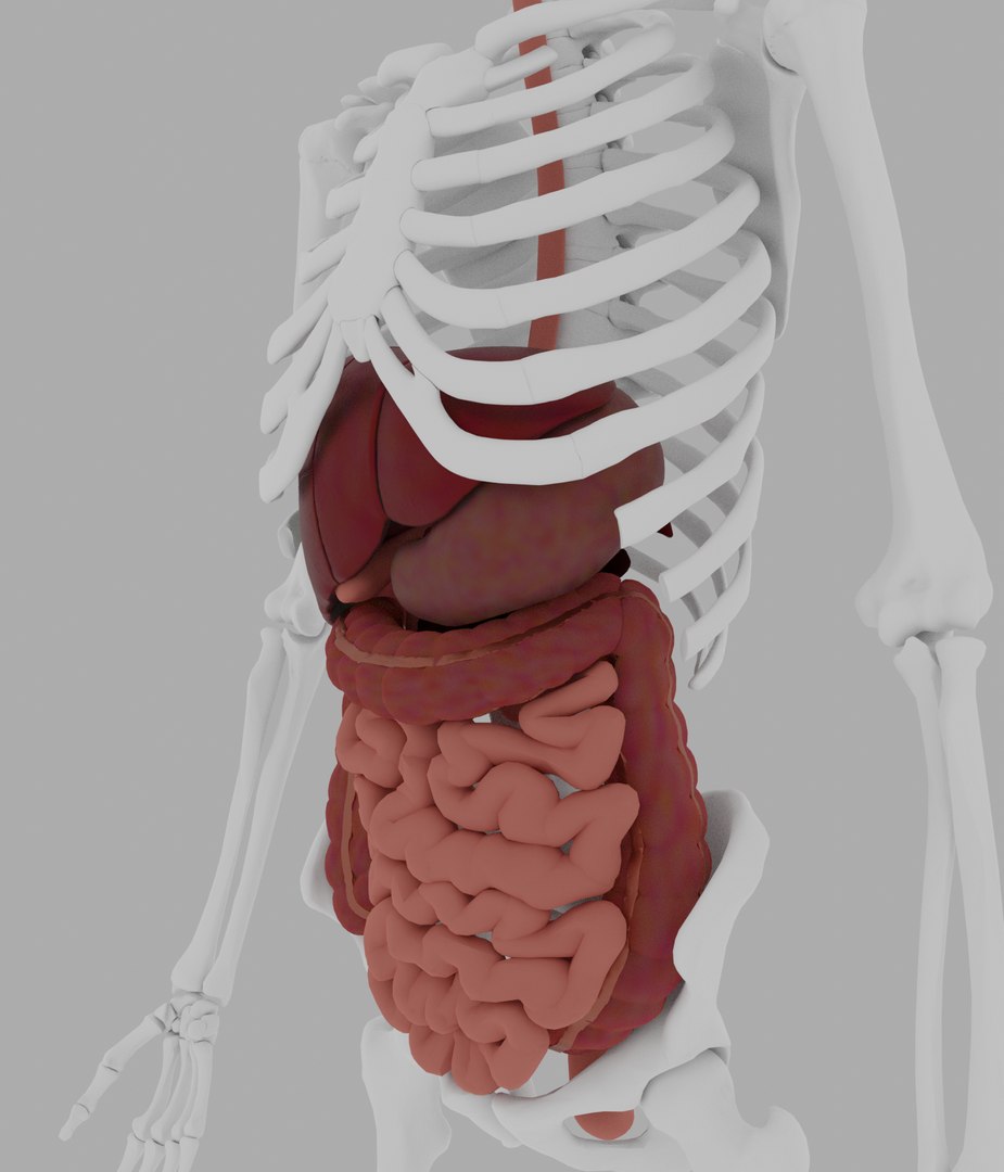 3D Model Digestive - TurboSquid 1728780