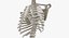 Vraie cage thoracique humaine colonne vertébrale femme crâne calvicule et omoplate os anatomie 01 blanc