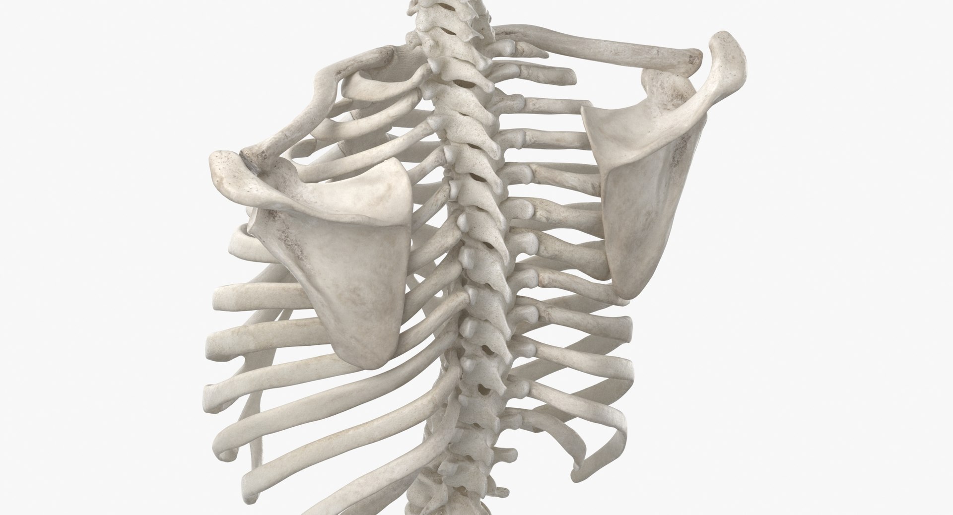 real human rib cage model https://p.turbosquid.com/ts-thumb/5f/wAhnJg/BlaBUufT/human_rib_cage_spine_female_skull_calvicle_and_scapula_bones_anatomy_01_white_thumbnail_0007/jpg/1603715233/1920x1080/fit_q87/0304a81875ad940724604af2f8162769e0dc5dad/human_rib_cage_spine_female_skull_calvicle_and_scapula_bones_anatomy_01_white_thumbnail_0007.jpg