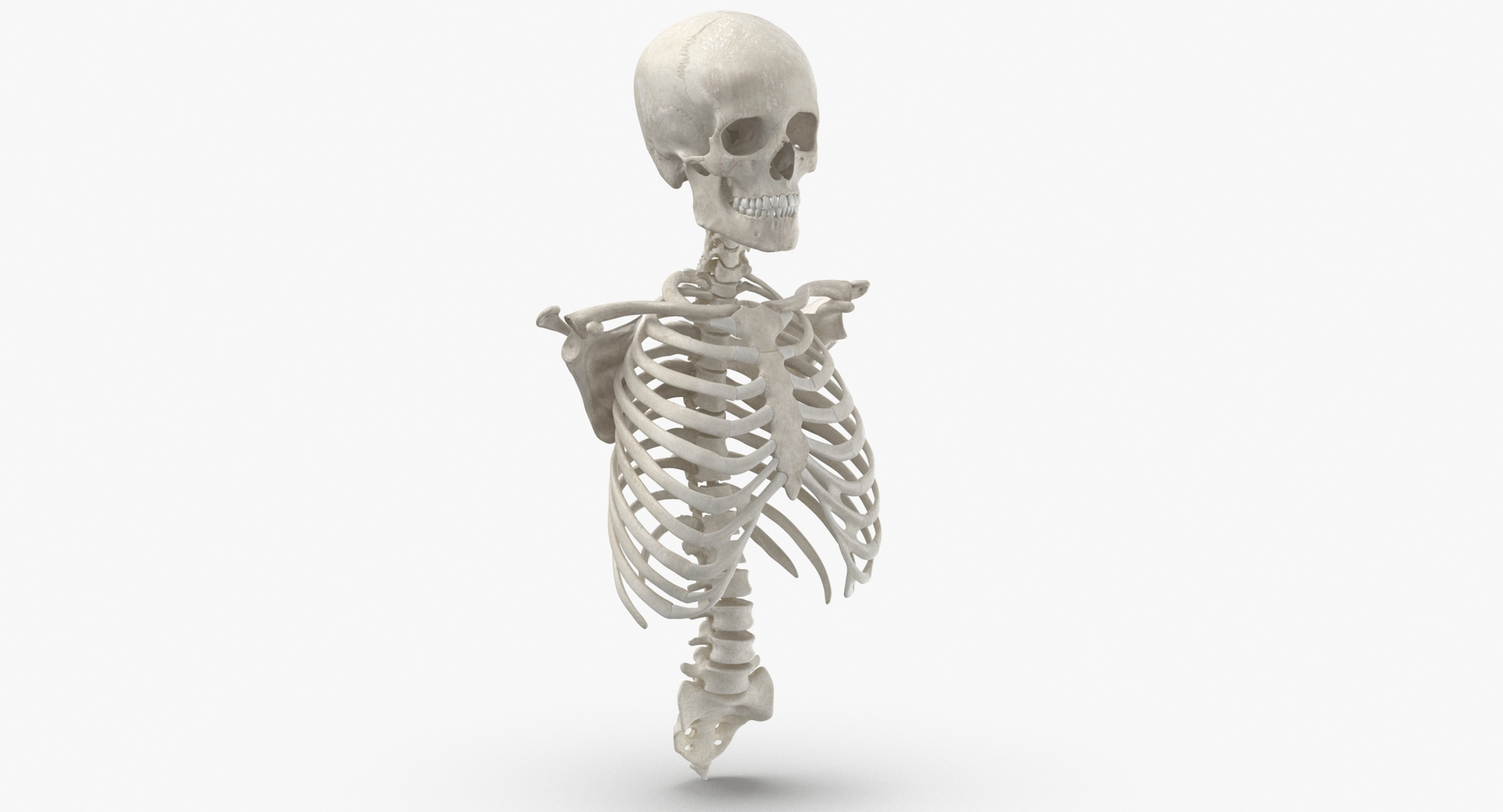 real human rib cage model https://p.turbosquid.com/ts-thumb/5f/wAhnJg/IWvBZkS3/0020/jpg/1603715246/1920x1080/turn_fit_q99/65ebbdc55d64832ad46b324a99b2d12adf6be3a5/0020-1.jpg