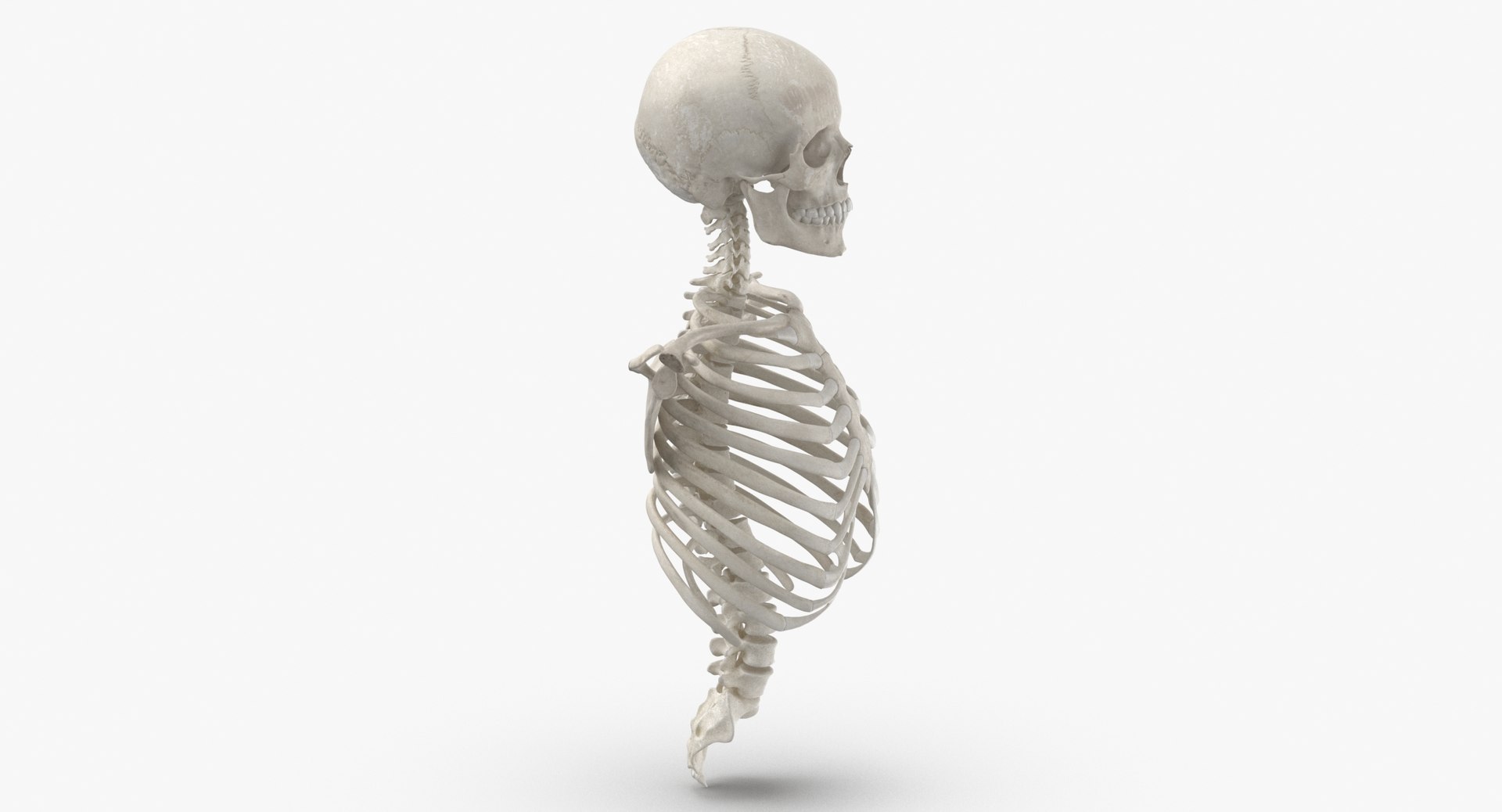 real human rib cage model https://p.turbosquid.com/ts-thumb/5f/wAhnJg/LRz2h1wr/human_rib_cage_spine_female_skull_calvicle_and_scapula_bones_anatomy_01_white_thumbnail_0003/jpg/1603715232/1920x1080/fit_q87/5dad3e14440142158a58bcc94d9264ad3c09eb60/human_rib_cage_spine_female_skull_calvicle_and_scapula_bones_anatomy_01_white_thumbnail_0003.jpg