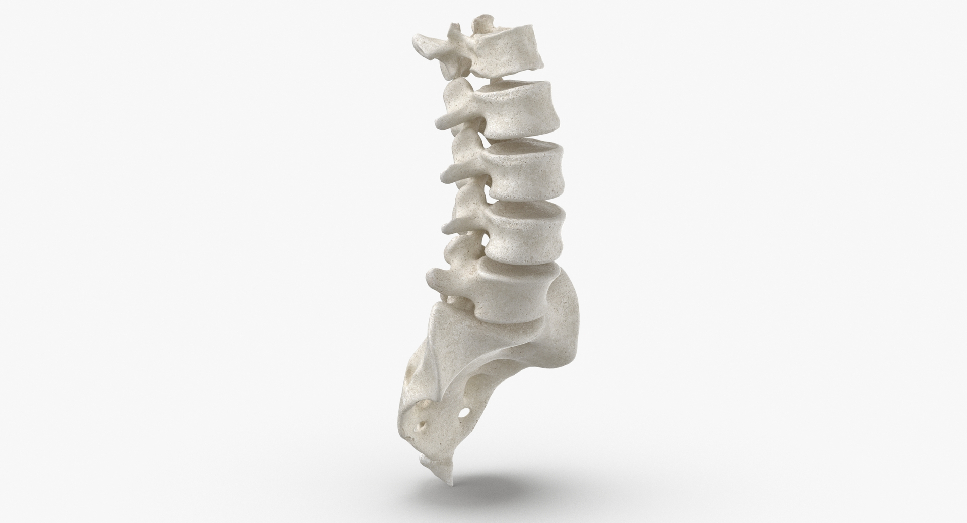 real human rib cage model https://p.turbosquid.com/ts-thumb/5f/wAhnJg/MZmD4ZQW/0000/jpg/1604046948/1920x1080/turn_fit_q99/b160cb7a5fd723813605532683dc3ce2b5fb6638/0000-1.jpg