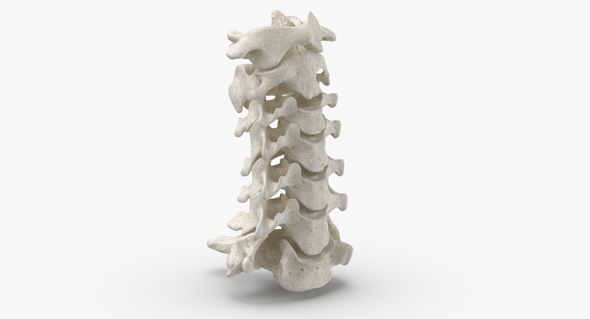 real human rib cage model https://p.turbosquid.com/ts-thumb/5f/wAhnJg/NIendZ0P/0020/jpg/1604046876/1920x1080/turn_fit_q99/a610a22afb0e2485dc589f5bed9e461294834e92/0020-1.jpg