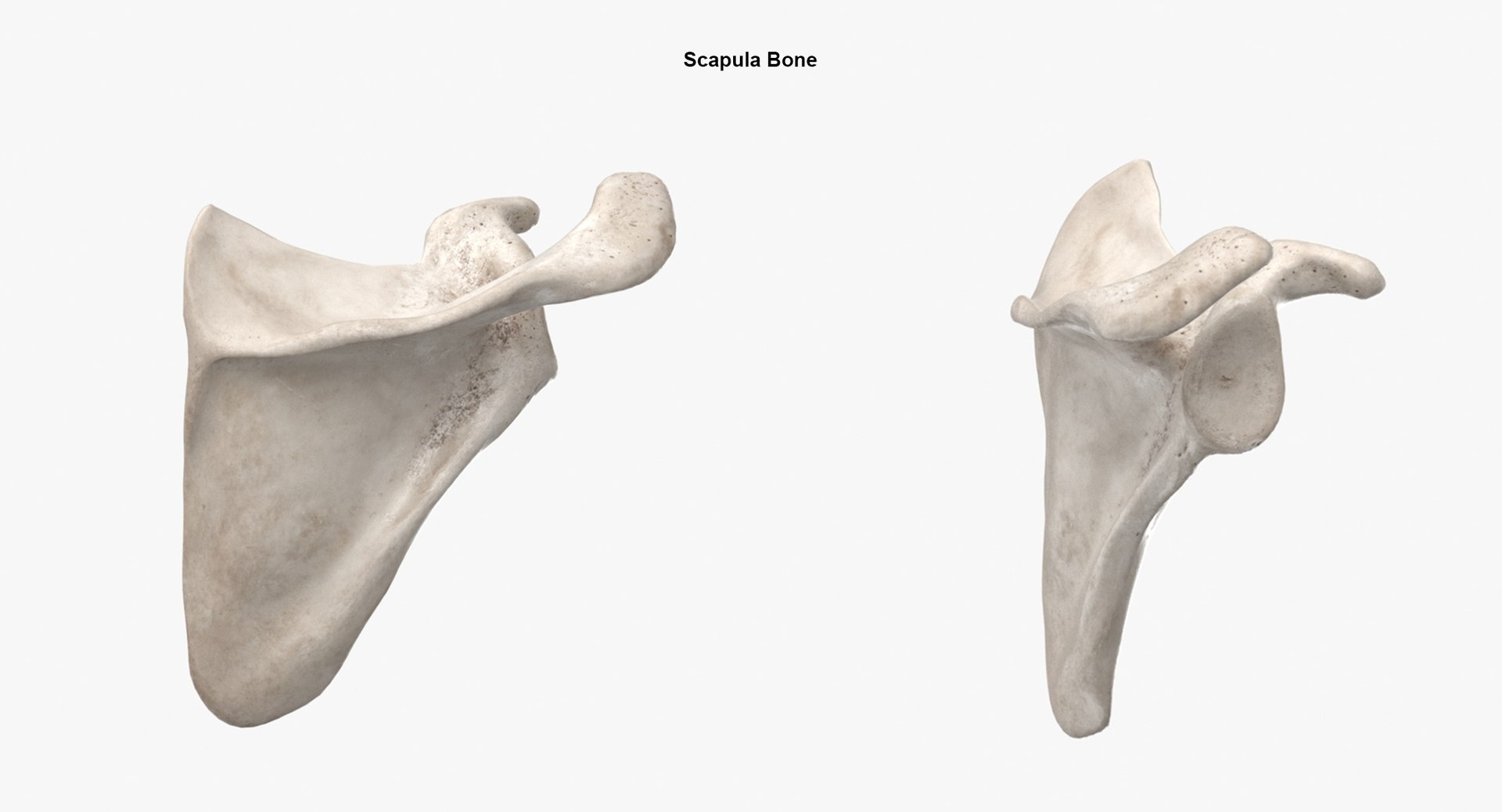 real human rib cage model https://p.turbosquid.com/ts-thumb/5f/wAhnJg/P608JNQ8/scapula_white/jpg/1603715233/1920x1080/fit_q87/d8c6c70b5684b4824766114f0905f62826498bdb/scapula_white.jpg