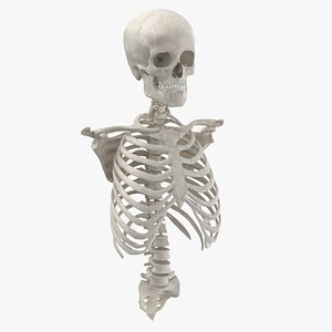 real human rib cage model