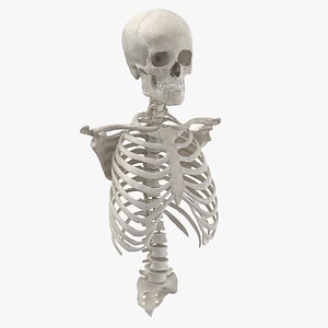 Real Human Rib Cage Spine Female Skull Clavicle and Scapula Bones Anatomy 01 White