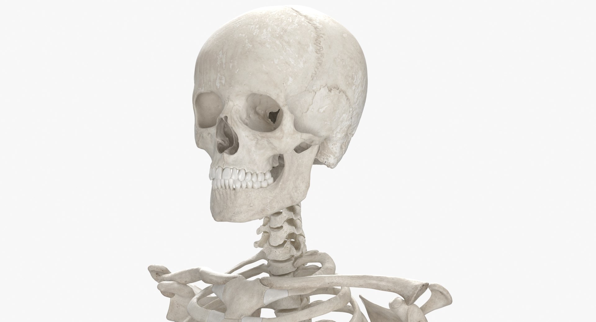 real human rib cage model https://p.turbosquid.com/ts-thumb/5f/wAhnJg/XFY8Wus8/human_rib_cage_spine_female_skull_calvicle_and_scapula_bones_anatomy_01_white_thumbnail_0006/jpg/1603715233/1920x1080/fit_q87/37ce53ab844aff4a883104fbd123b8f1a32b177d/human_rib_cage_spine_female_skull_calvicle_and_scapula_bones_anatomy_01_white_thumbnail_0006.jpg