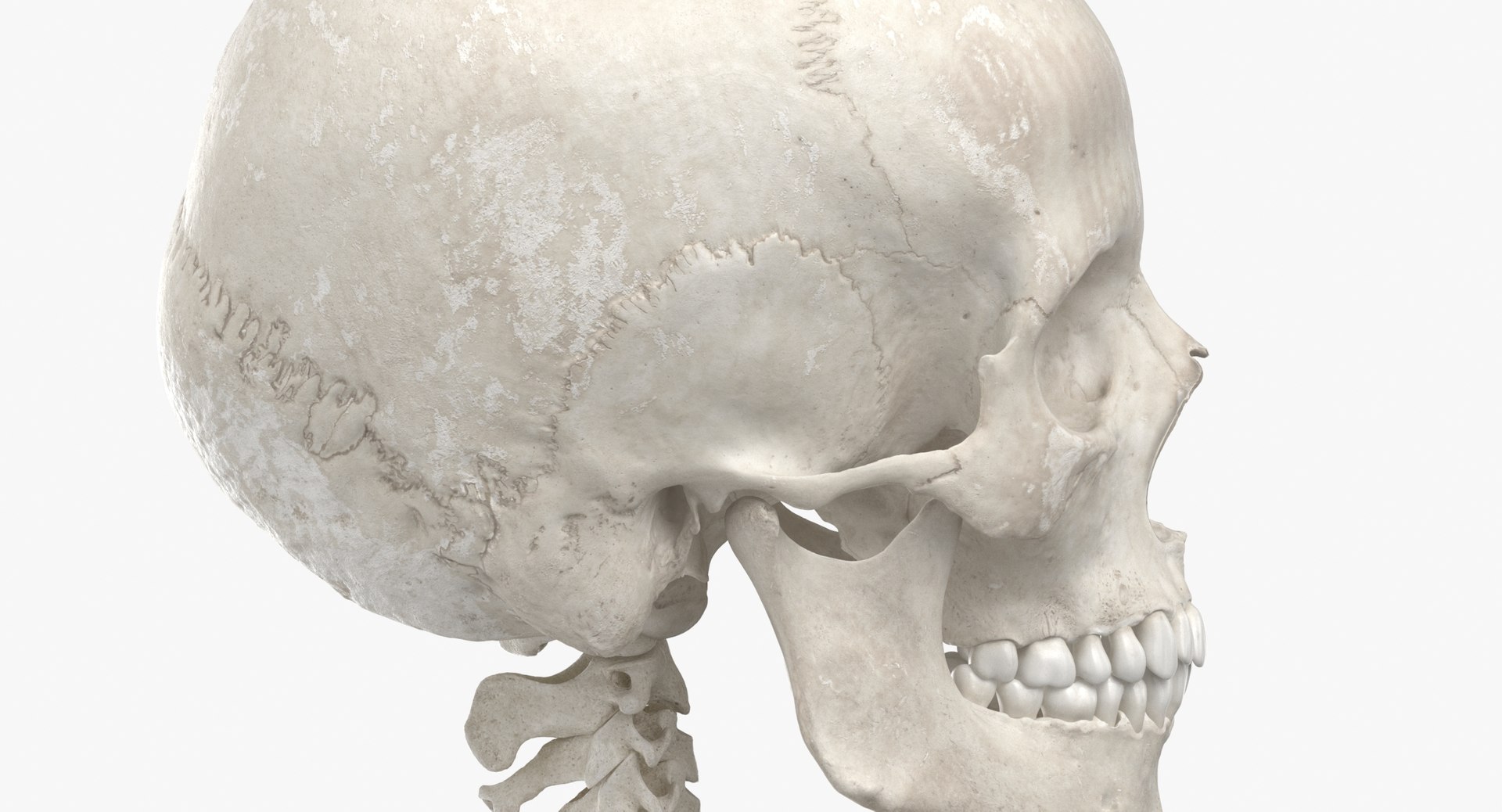 real human rib cage model https://p.turbosquid.com/ts-thumb/5f/wAhnJg/Xl3VTf10/human_rib_cage_spine_female_skull_calvicle_and_scapula_bones_anatomy_01_white_thumbnail_0010/jpg/1603715233/1920x1080/fit_q87/a8b64b8730c8f43ae3320e67d2c6d5ffbed1c0bd/human_rib_cage_spine_female_skull_calvicle_and_scapula_bones_anatomy_01_white_thumbnail_0010.jpg