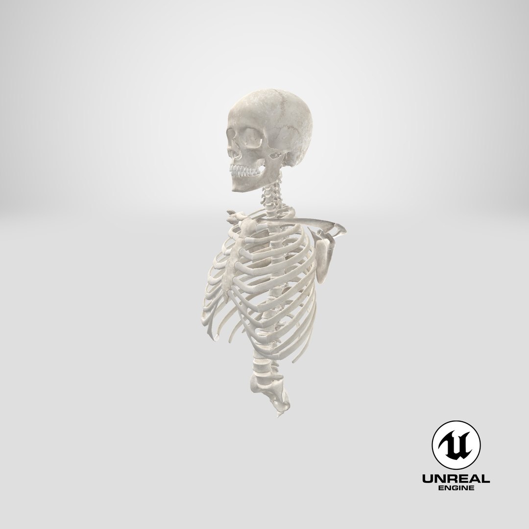 real human rib cage model https://p.turbosquid.com/ts-thumb/5f/wAhnJg/d6/stemcell_unreal_render/png/1708677306/1920x1080/fit_q87/6706d4dc673590ac7ff4cc591f141d929c8f3896/stemcell_unreal_render.jpg