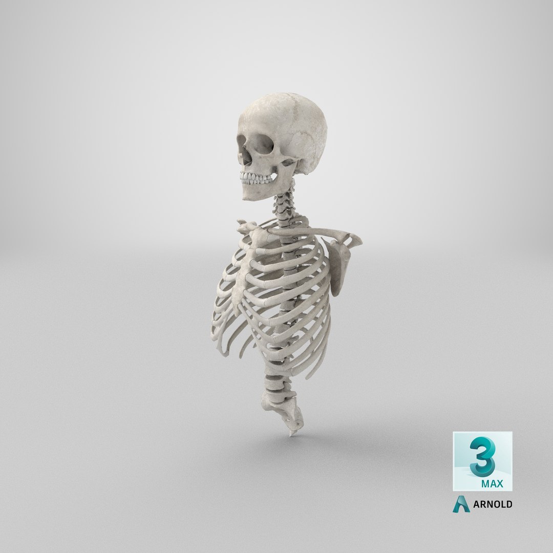 real human rib cage model https://p.turbosquid.com/ts-thumb/5f/wAhnJg/nU/stemcell_max_arnold_render/png/1708677304/1920x1080/fit_q87/93a6f1e043d4feb1e1fd2276054f5fa9f7ed20e8/stemcell_max_arnold_render.jpg