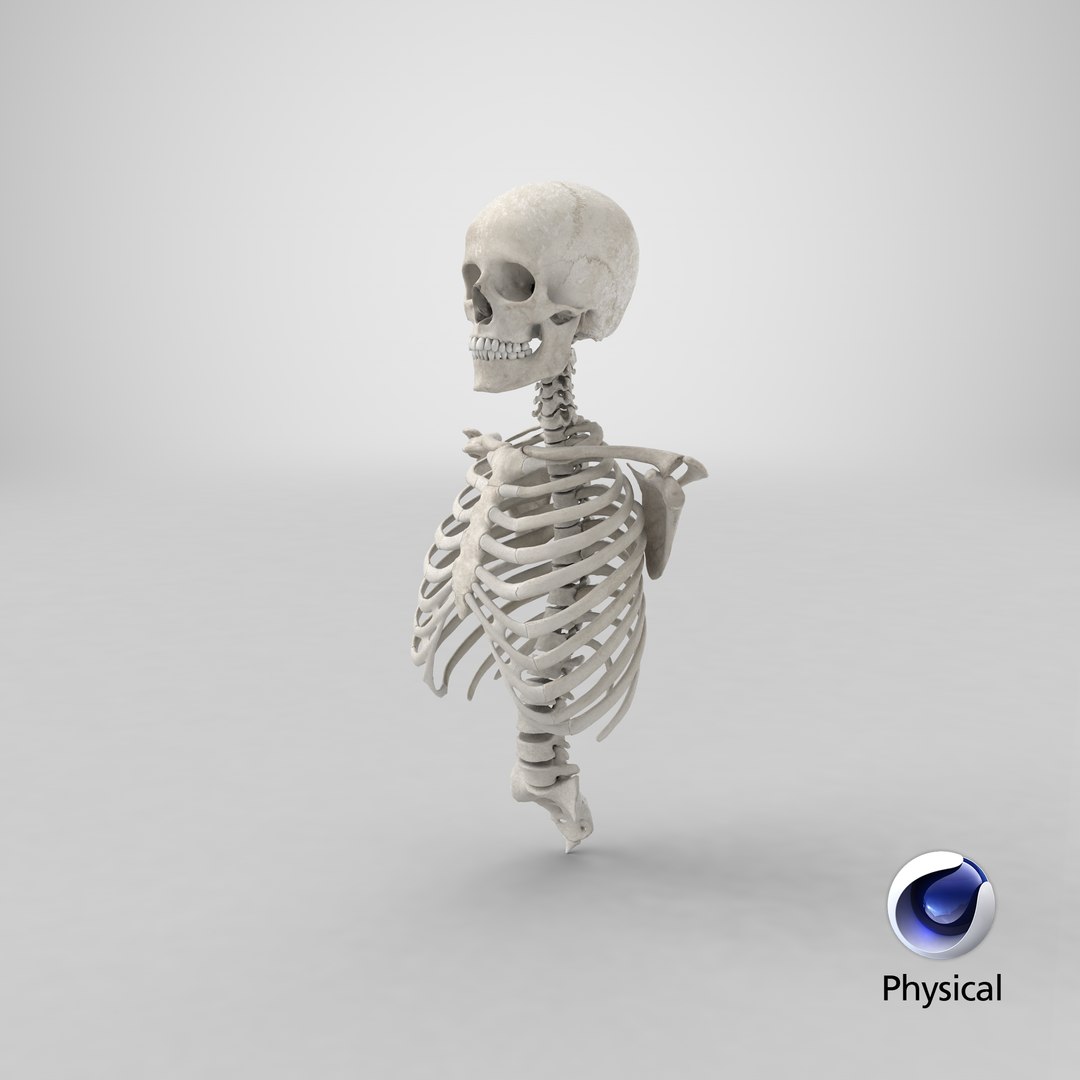 real human rib cage model https://p.turbosquid.com/ts-thumb/5f/wAhnJg/ss/stemcell_cinema_4d_physical_render/png/1708677311/1920x1080/fit_q87/9110e5cb9c7fdfad6eefb92ce73401775cf24d45/stemcell_cinema_4d_physical_render.jpg