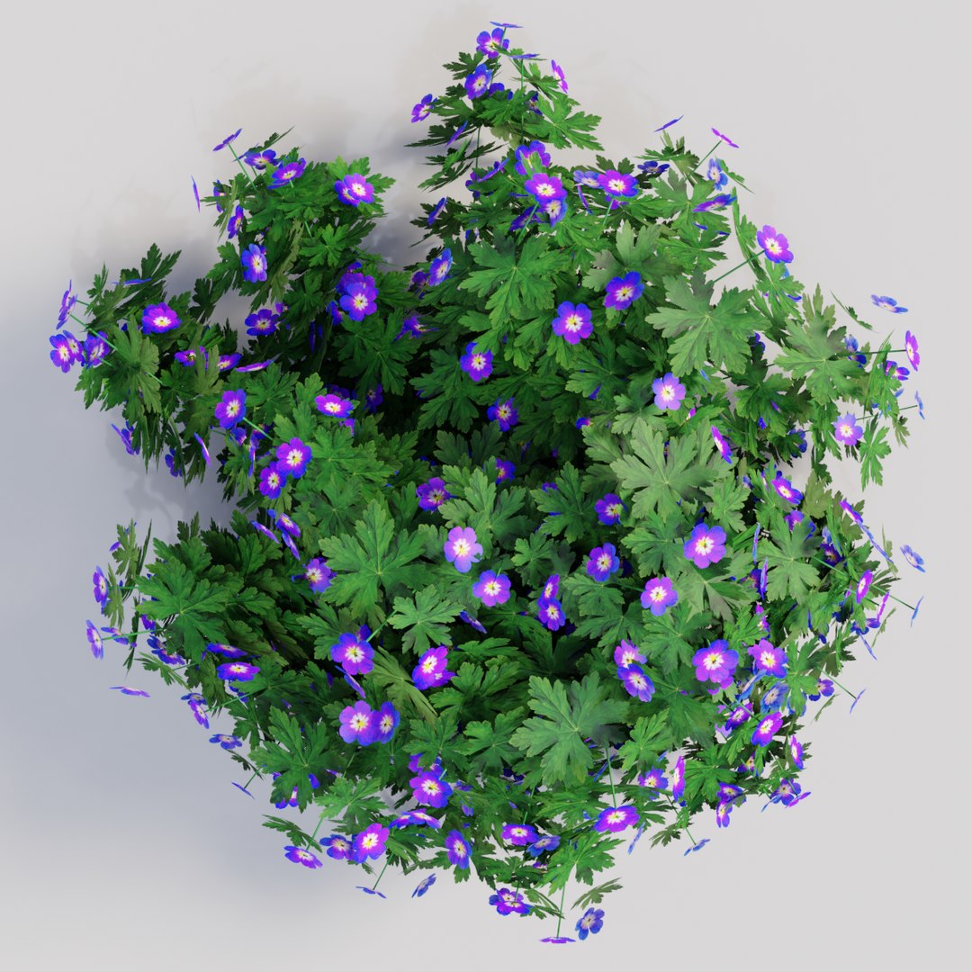3D geranium purple model https://p.turbosquid.com/ts-thumb/5f/wYOs0J/Nn6oHFfG/purple0002/png/1577807010/1920x1080/fit_q87/94728b76efacac0490559410cb680e8f6e273af5/purple0002.jpg