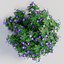 Geranium (Purple)
