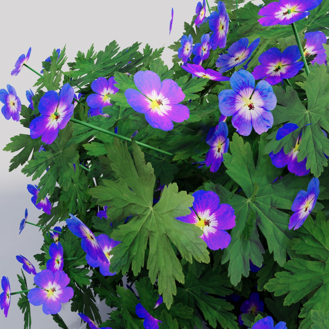 3D geranium purple model https://p.turbosquid.com/ts-thumb/5f/wYOs0J/dDck5Db8/purple0003/png/1577807021/1920x1080/fit_q87/cfd4900c54cb483730bcba33be9ddfda2b3331b8/purple0003.jpg