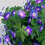 Geranium (Purple)
