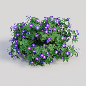 Geranium (Purple)