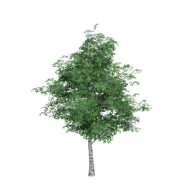 3D birch tree model