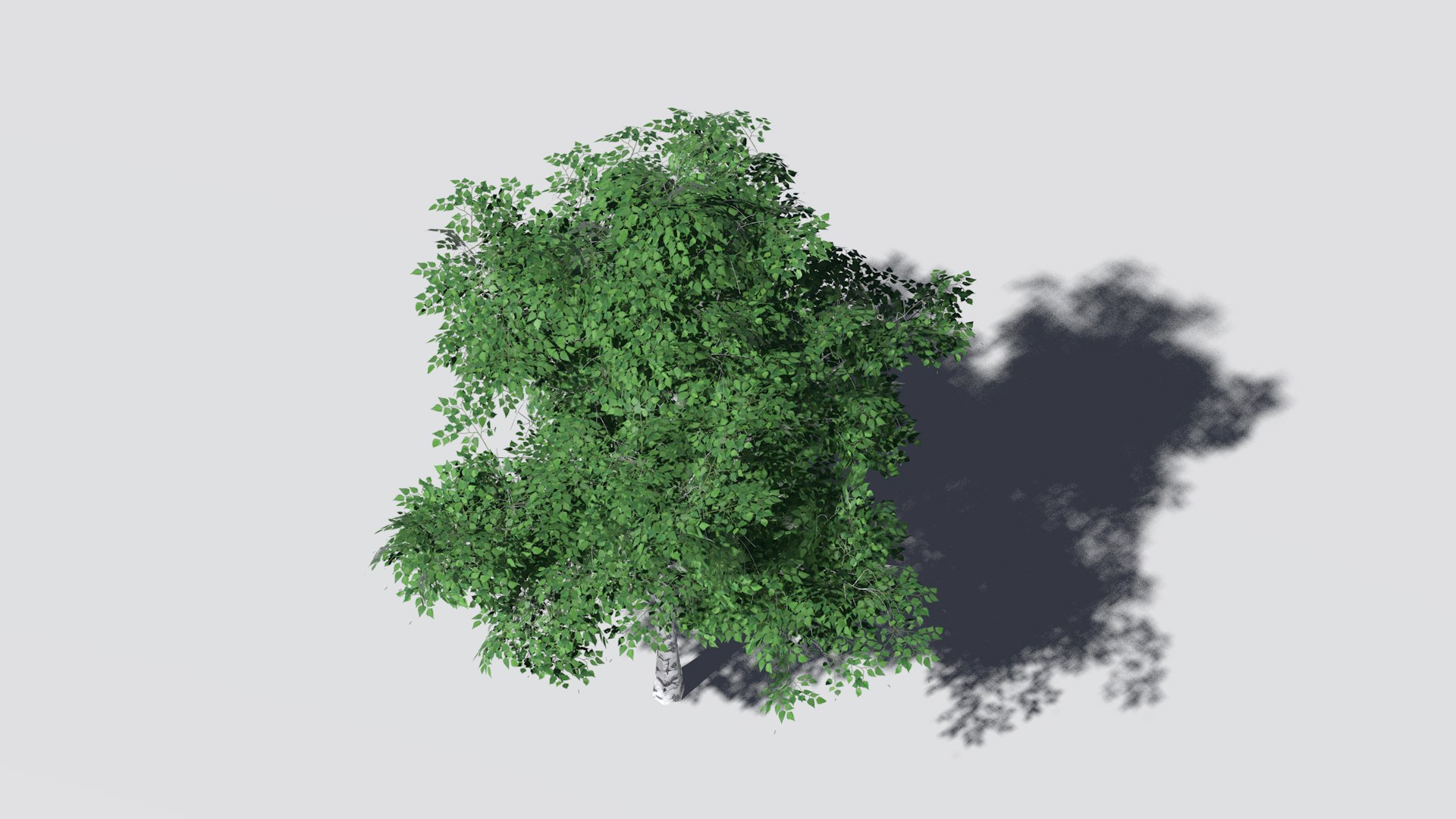 3D Birch Tree Model - TurboSquid 1692396