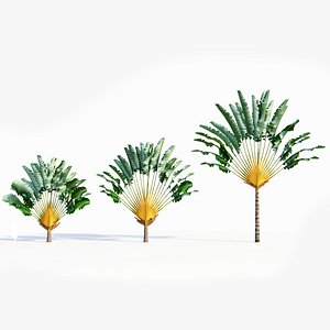 Ravenala madagascariensis a model