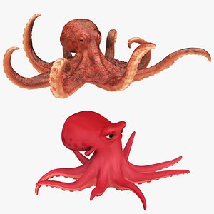 3D Realistic Octopus and Cartoon Octopus Colleciton model