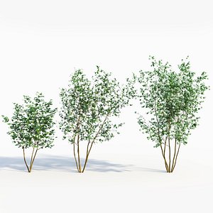 3D model Viburnum opulus e