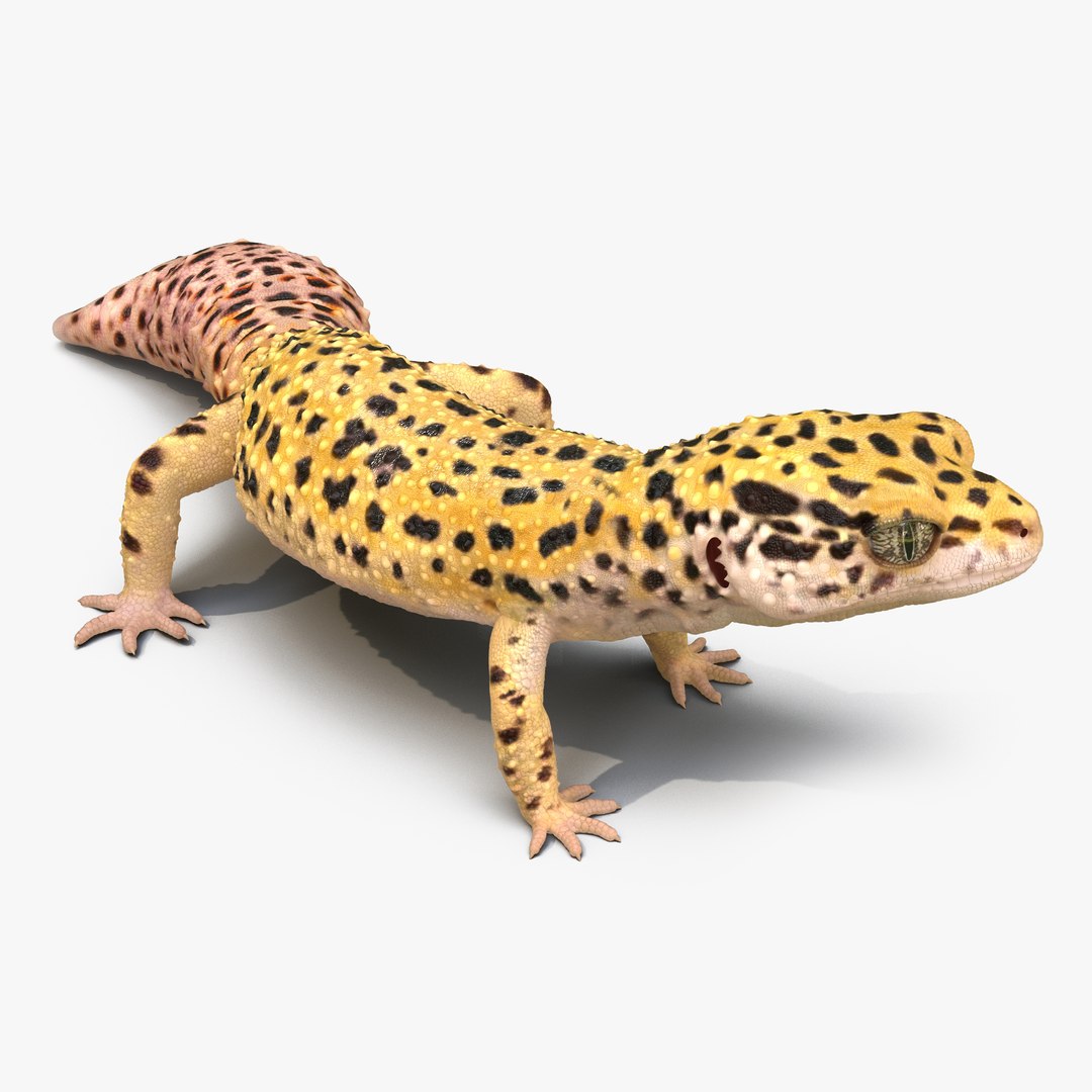 Leopard Gecko Rigged 3D model preview